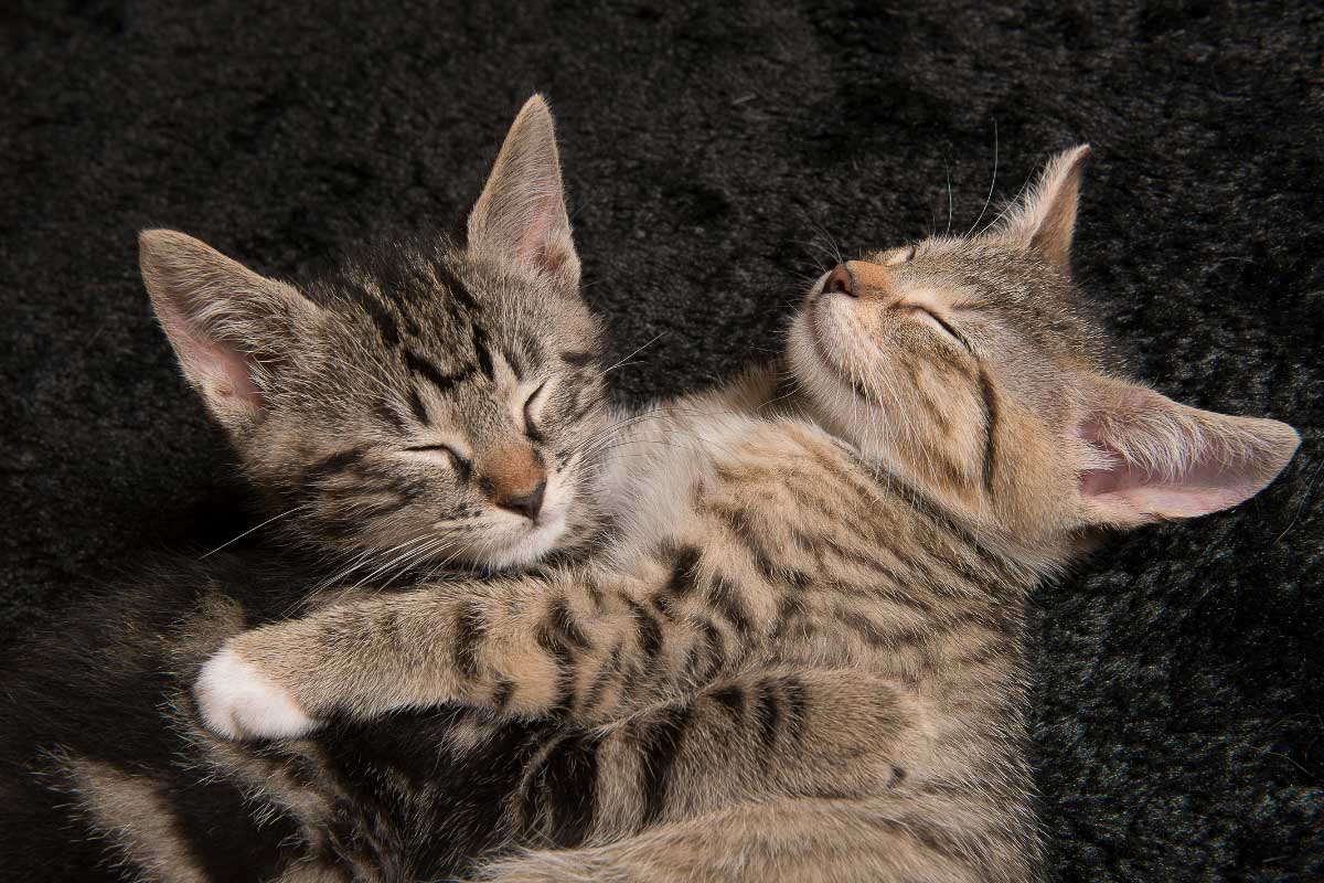 Two tabby kittens cuddling each other while asleep.