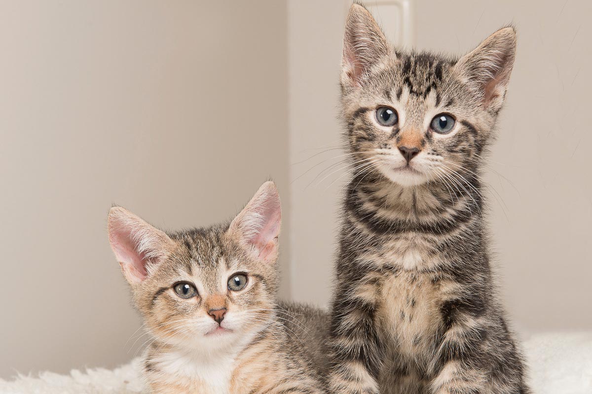 twee tabby kittens