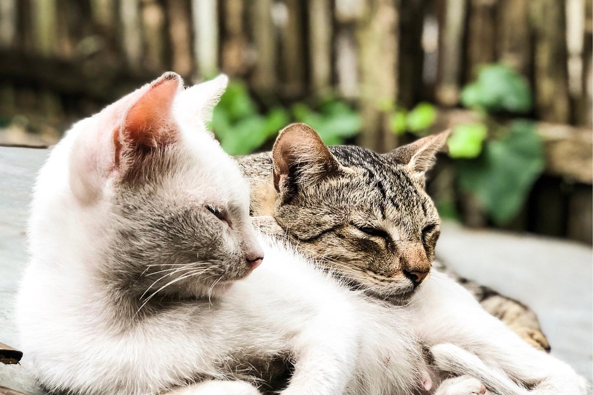 gato blanco y gato tabby dormidos el uno sobre el otro