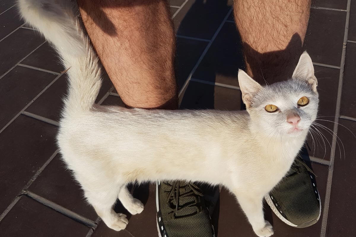 white cat rubs against man's legs