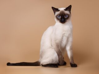 Siamese cat posing