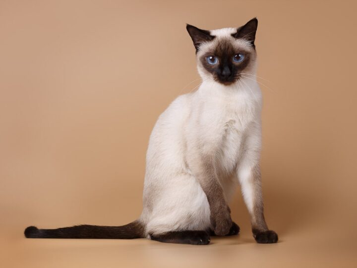 12 Sensational Siamese Cat Names you’ll Love