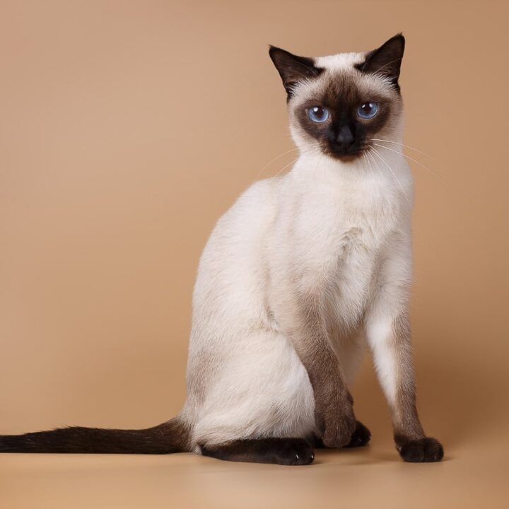 12 Sensational Siamese Cat Names I The Discerning Cat