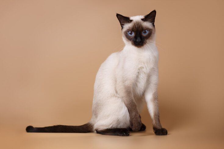 Siamese cat posing