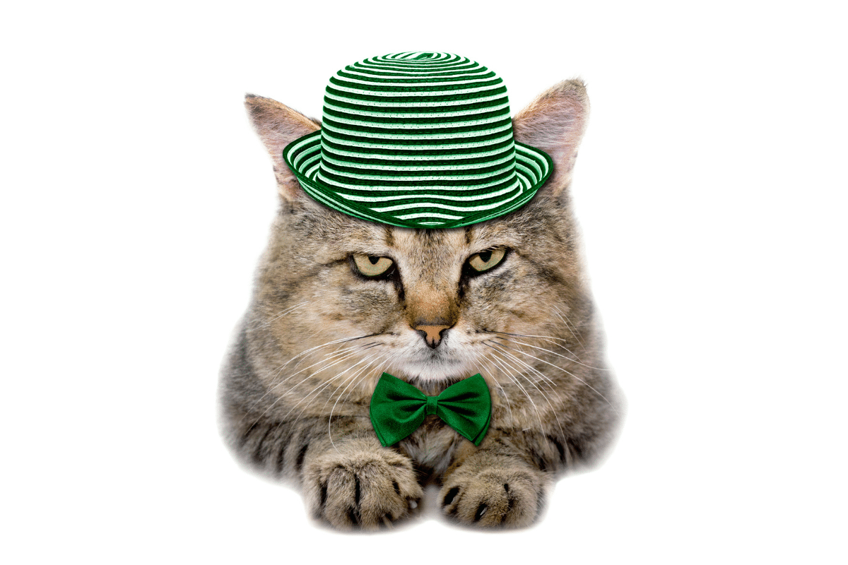 tabby cat wearing green hat and bowtie irish cat