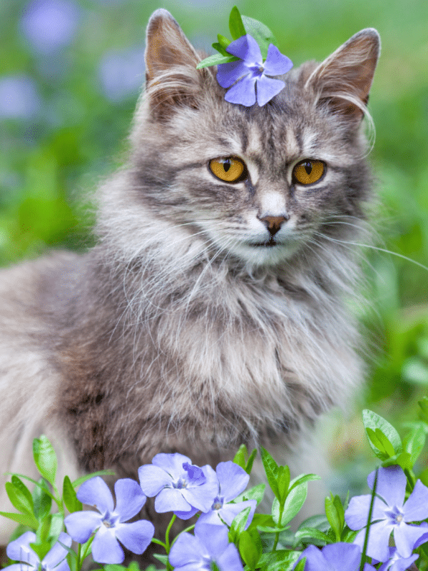 13 Best Girl Cat Names You'll Adore 14 white and grey cat in garden with purple flowers grey cat breeds