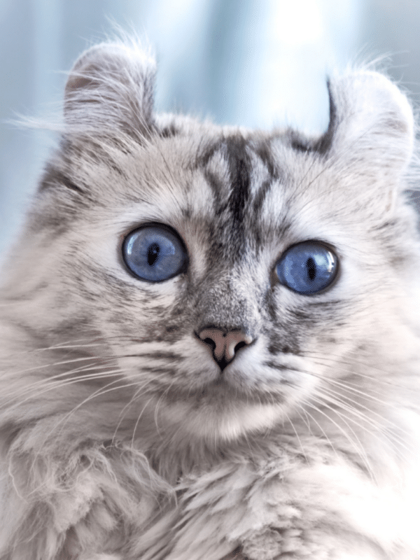 white and grey american curl cat with blue eyes small cat breeds