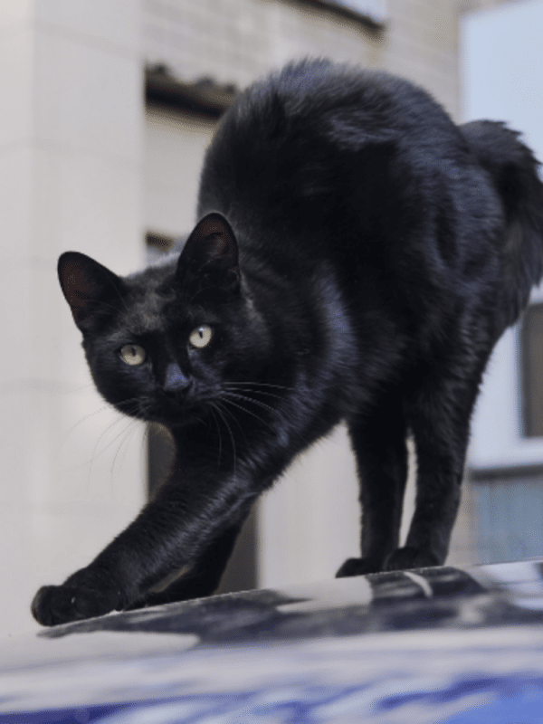 stories black cat with arched back