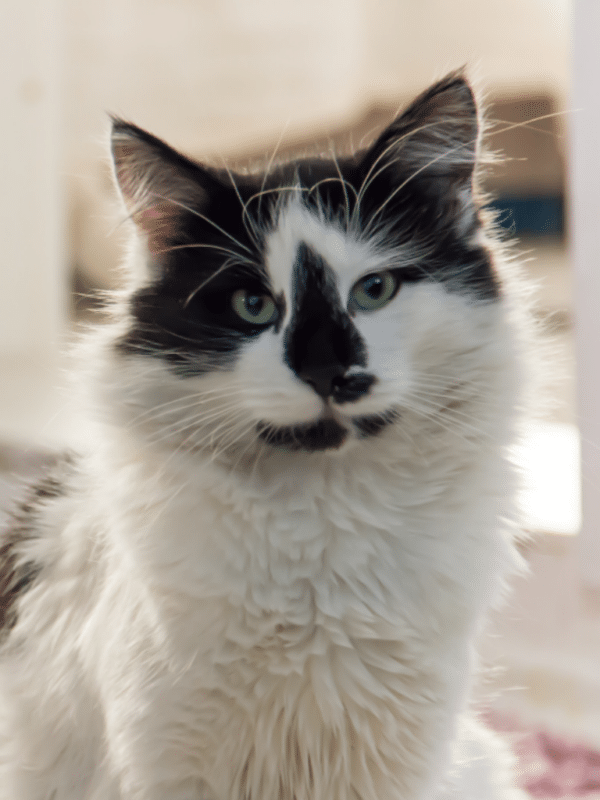 Stories Tuxedo Cat