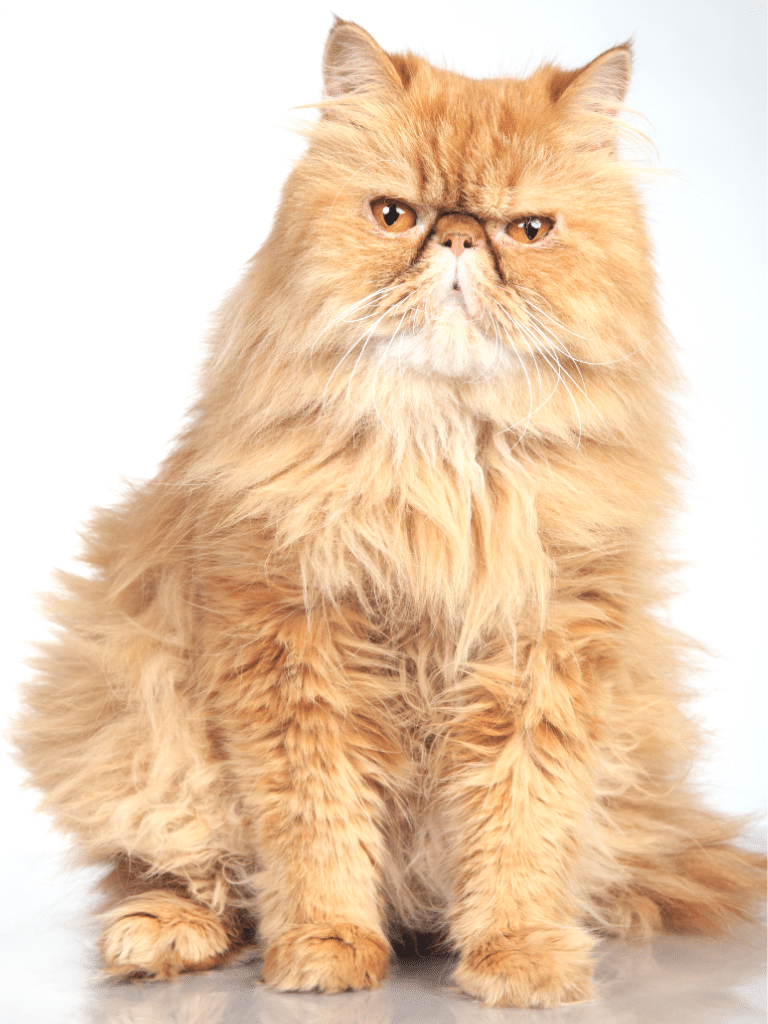 ginger persian cat