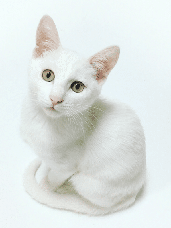13 Best Girl Cat Names You'll Adore 16 white cat curled up on white background