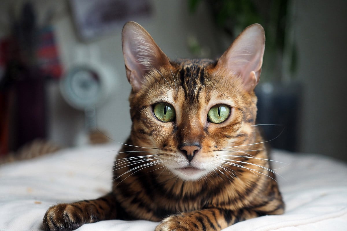 Un chat bengal aux yeux verts fixe l'appareil photo.