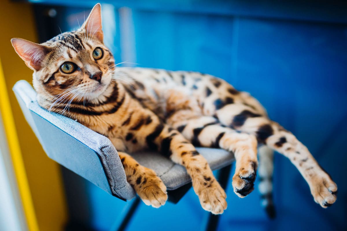 Savannah Cat vs Bengal Cat (2022) What Owners Need to Know 11 bengal cat sits on stool