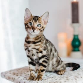 bengal kitten sits on table