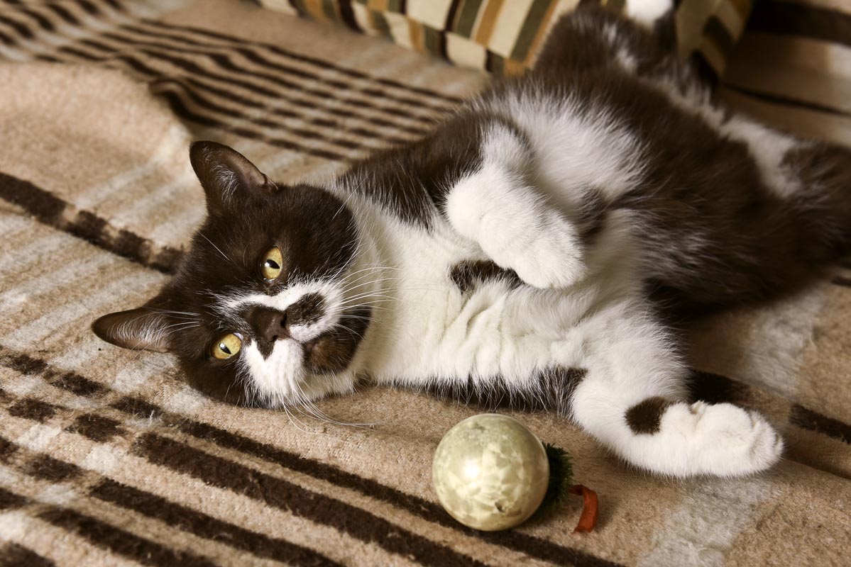 British cat with a Christmas ball