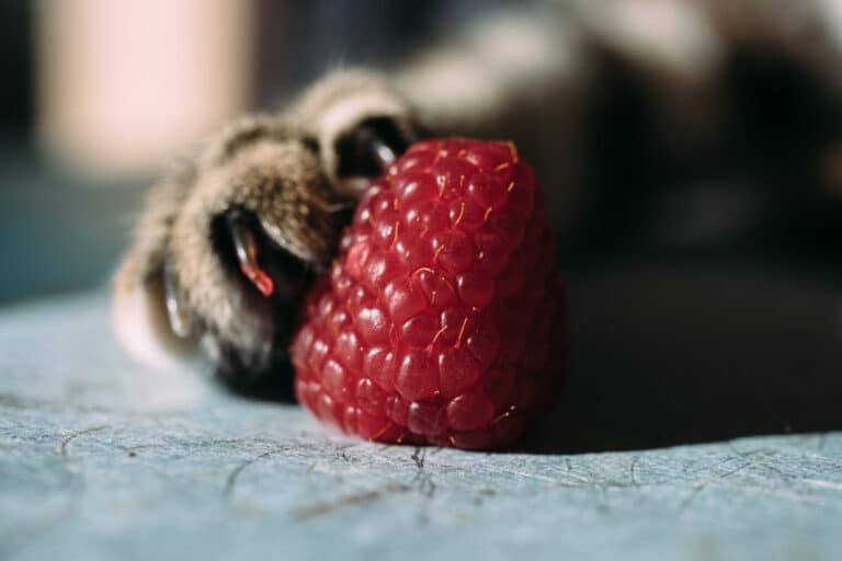 Can Cats Eat Raspberries? All the Fruity Facts Cat Lovers Need to Know