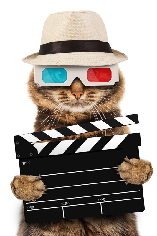 11 Marvellous Movie Cat Names You'll Love 3 cat wearing hat and 3D glasses with movie board