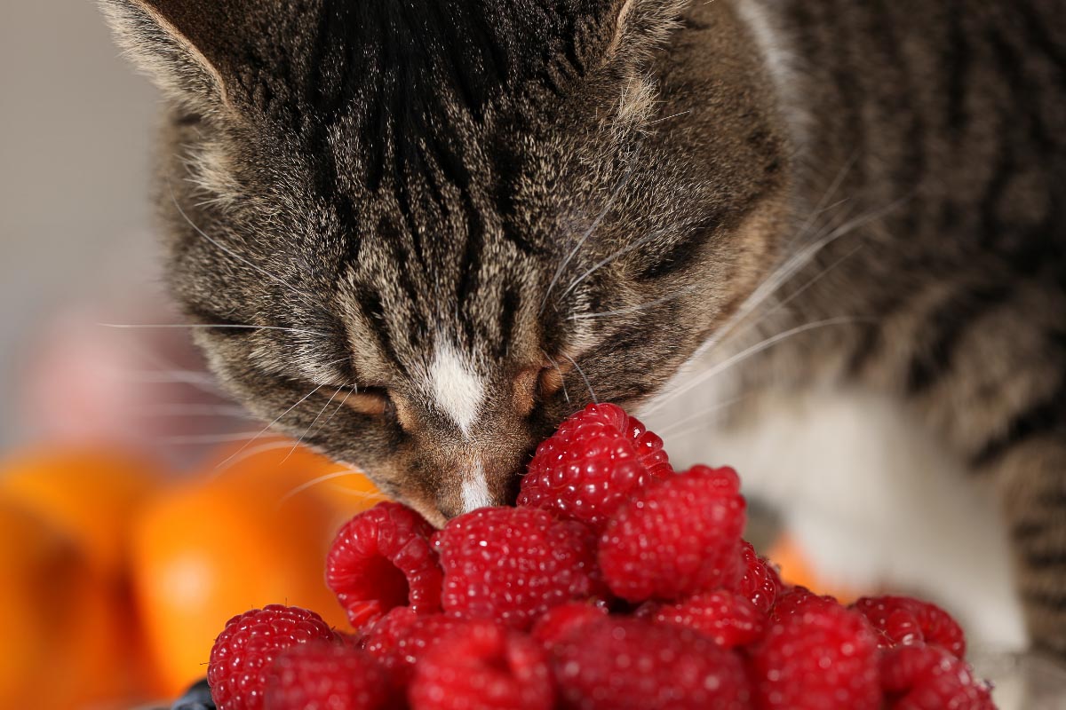 cat with nose in pile of raspberries can cats eat raspberries