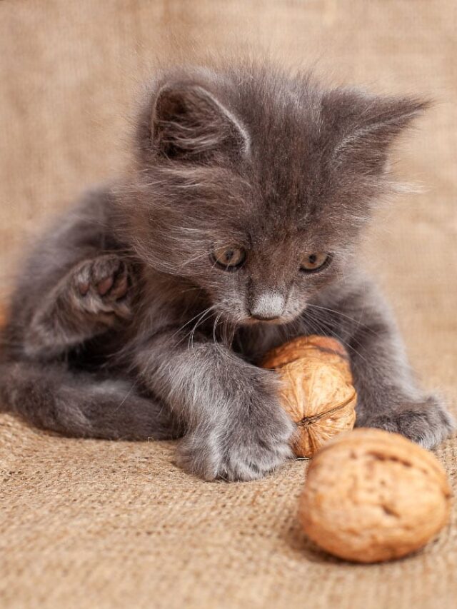 Can Cats Eat Cashews Story The Discerning Cat