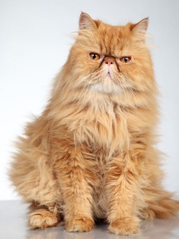 cropped-persian-cat-ginger.jpg