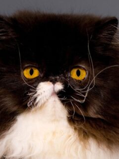 cropped-persian-cat-tuxedo-face-1.jpg