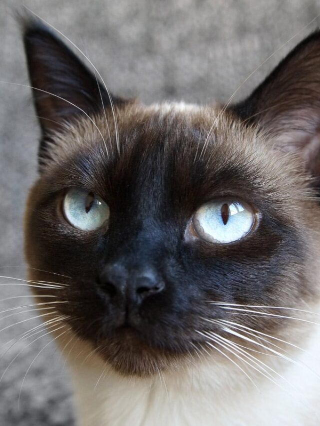 Why Do Siamese Cats Meow So Much? Story The Discerning Cat