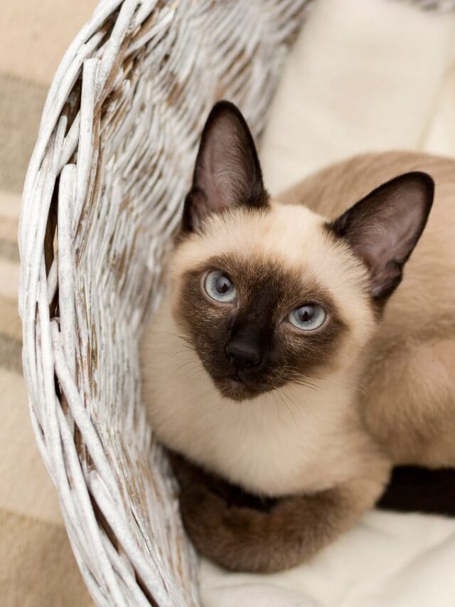 Types of Siamese Cats Story