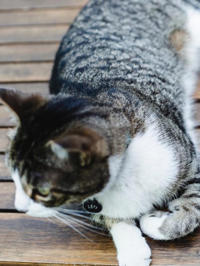 Can Cats Eat Raspberries Story The Discerning Cat