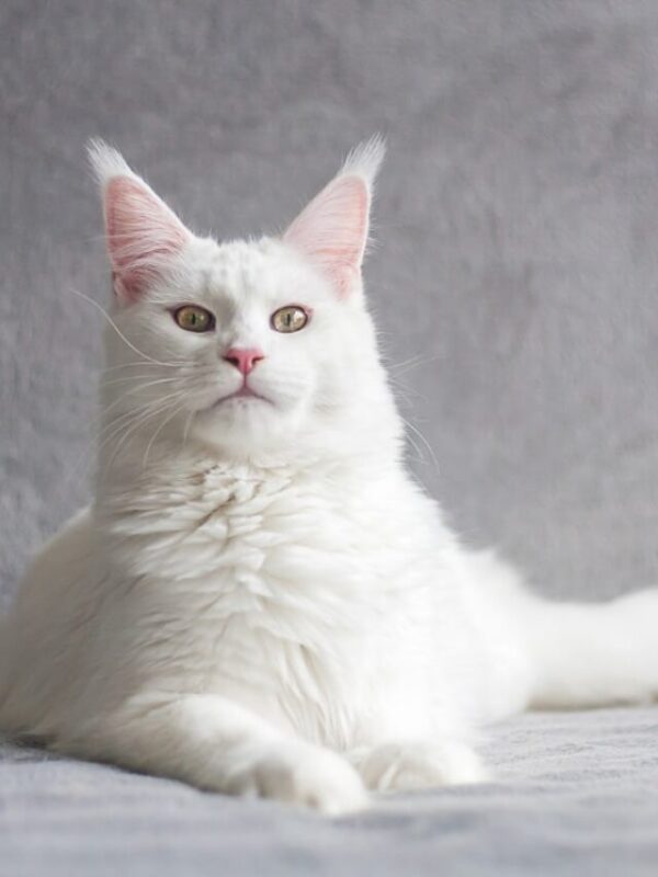 cropped-white-cat-with-pointy-ears-and-green-eyes.jpg