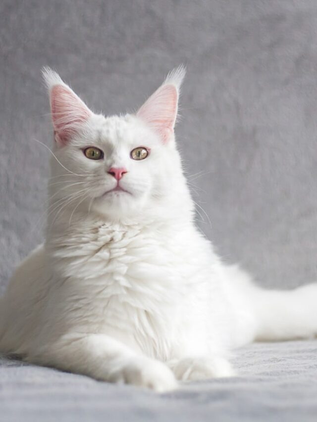 9 Wonderful White Cat Names You’ll Love Story - The Discerning Cat
