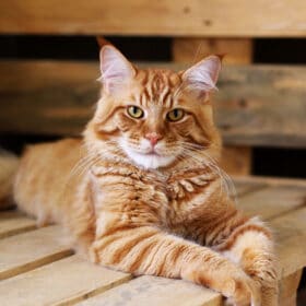Ginger Maine Coon cat lying on the wooden table.