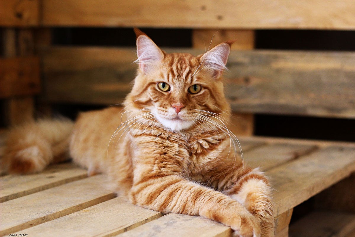 Maine Coon vs Normal What you Need to I Discerning Cat