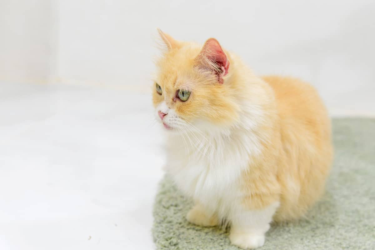 13 races de chats les plus stupides (2022) qui ne sont peut-être pas si stupides que ça 14 kitty ginger munchkin