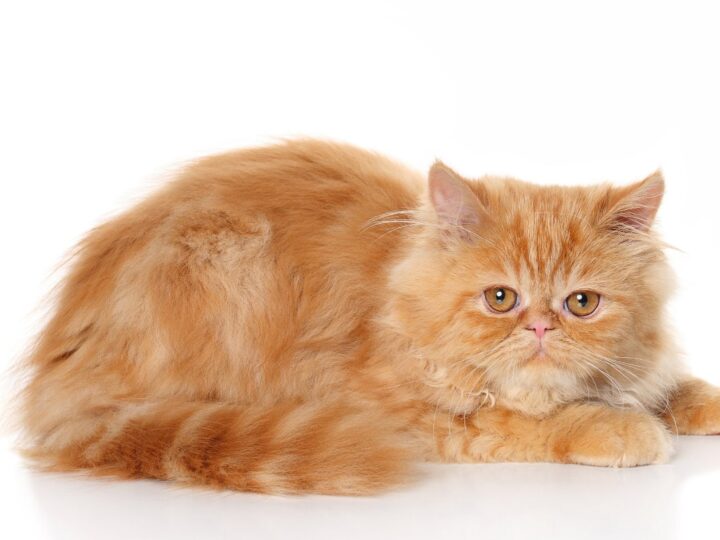 8 Garfield Cat Breeds that love Lasagna