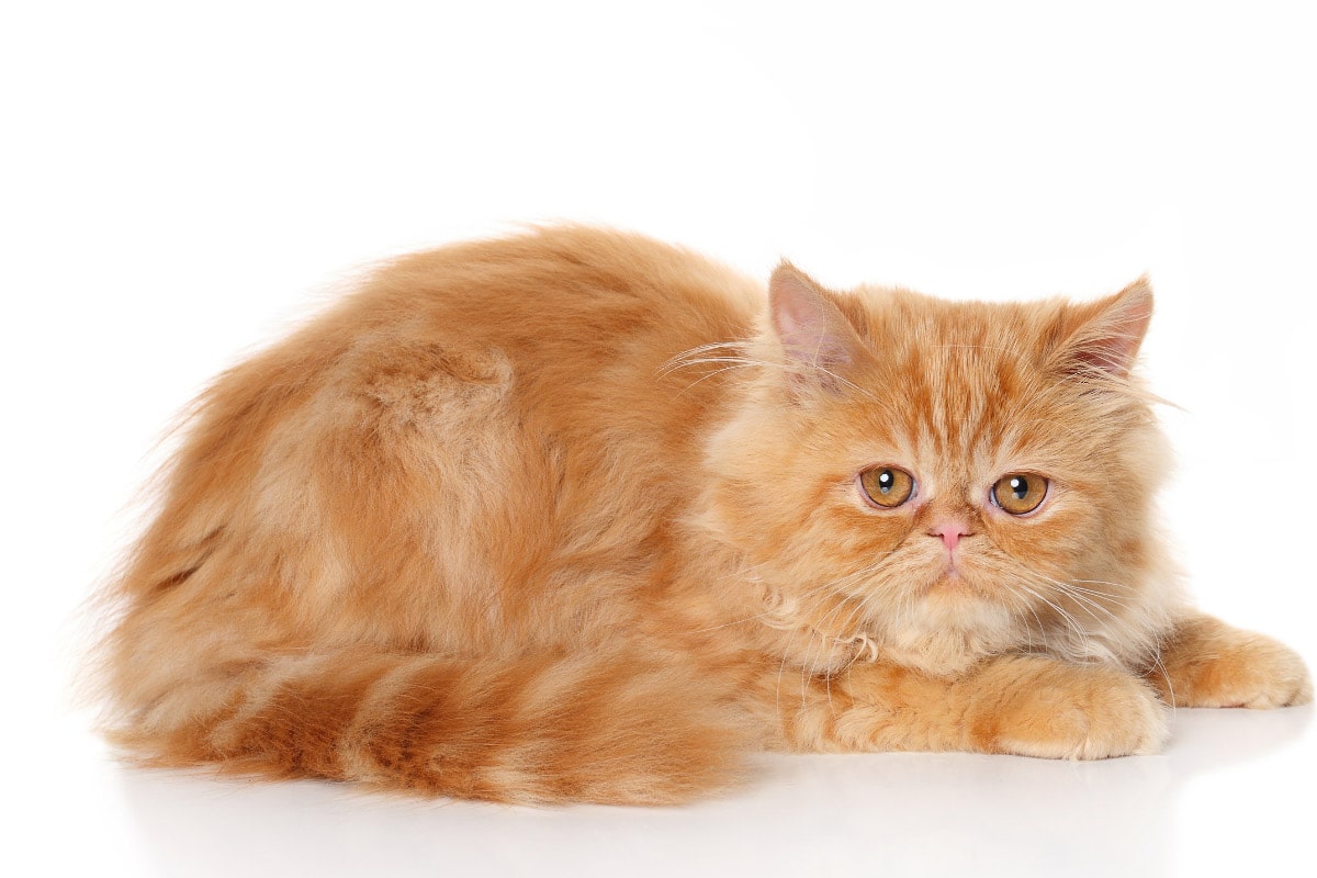 Ginger 2024 cat breed