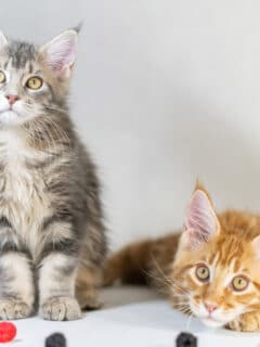 grey and ginger maine coon kittens with some fruit