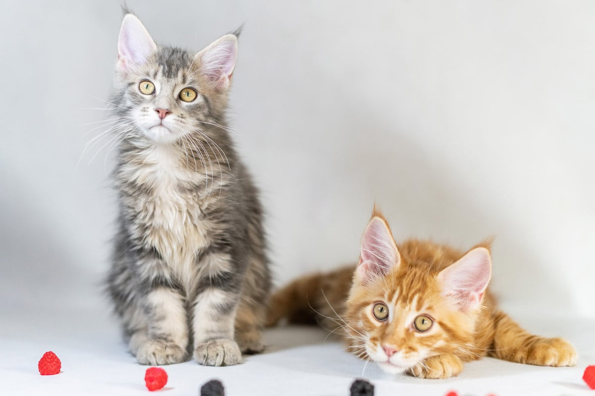 Graue und Ingwer Maine Coon Kätzchen mit etwas Obst