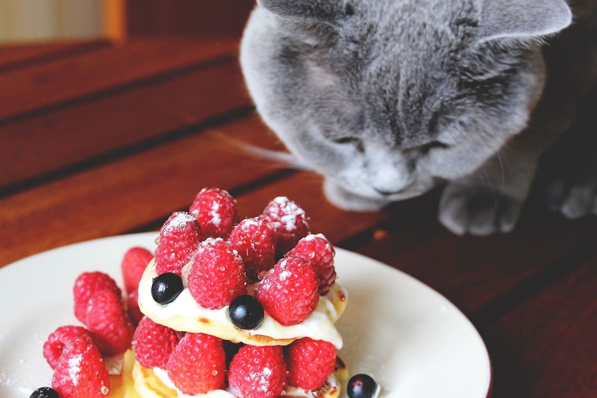 grey cat looking at dessert with raspberries
