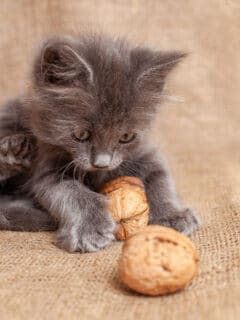 grey kitten playing with nuts