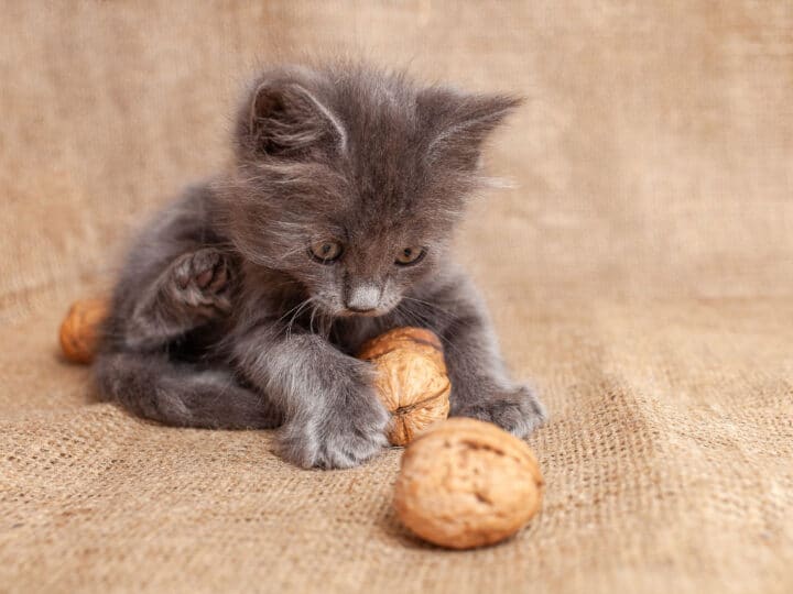 Can Cats Eat Cashews? What Cat Lovers Need to Know