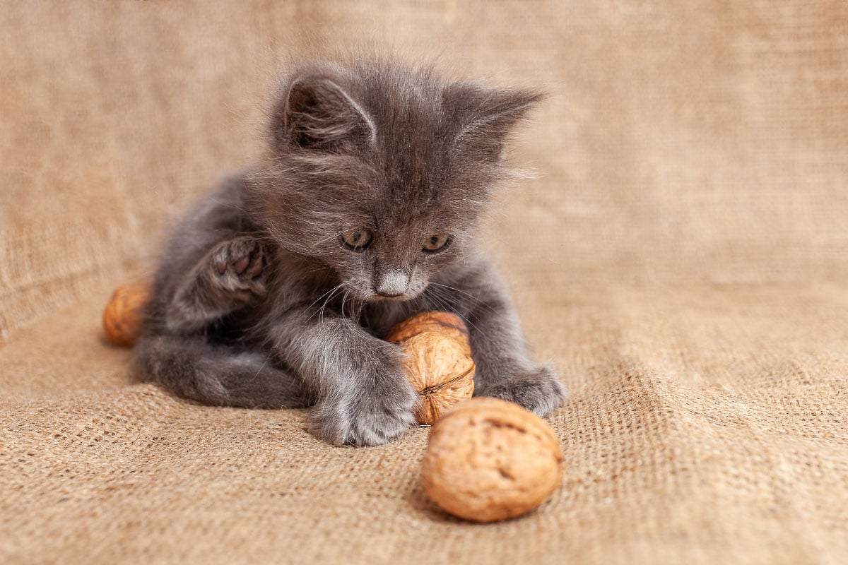 Can Cats Eat Cashews What Cat Lovers Need To Know I The Discerning Cat