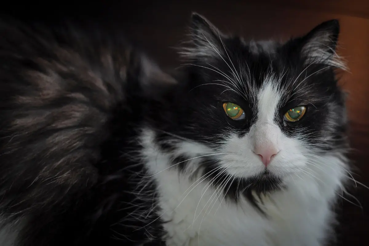 11 Terrific Tuxedo Cat Breeds: Is What they Say True? I The Discerning Cat