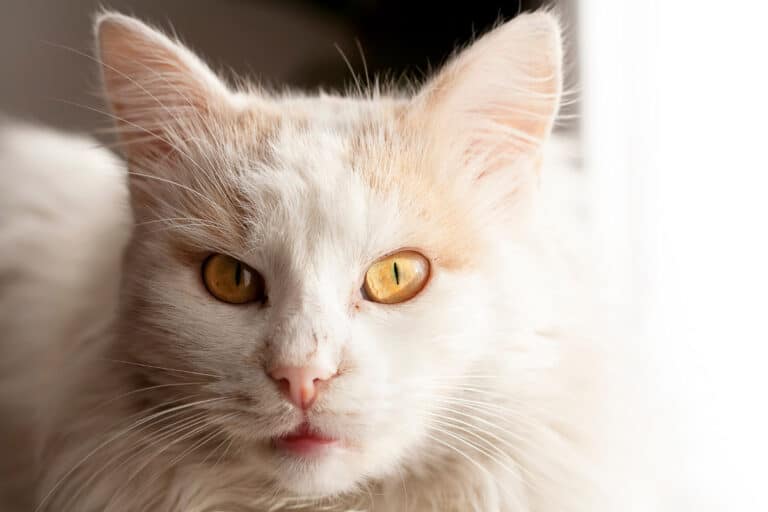 8 Garfield Cat Breeds that love Lasagna