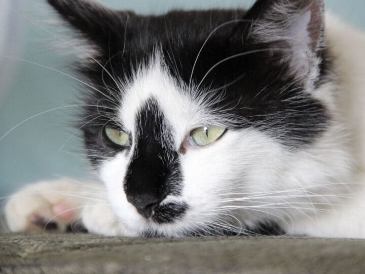 9 Best Tuxedo Cat Names You’ll Adore