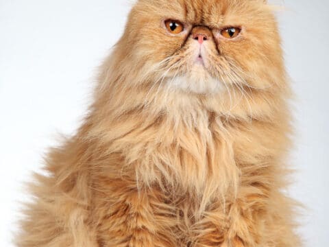 11 Ginger Cat Names for your Tiger