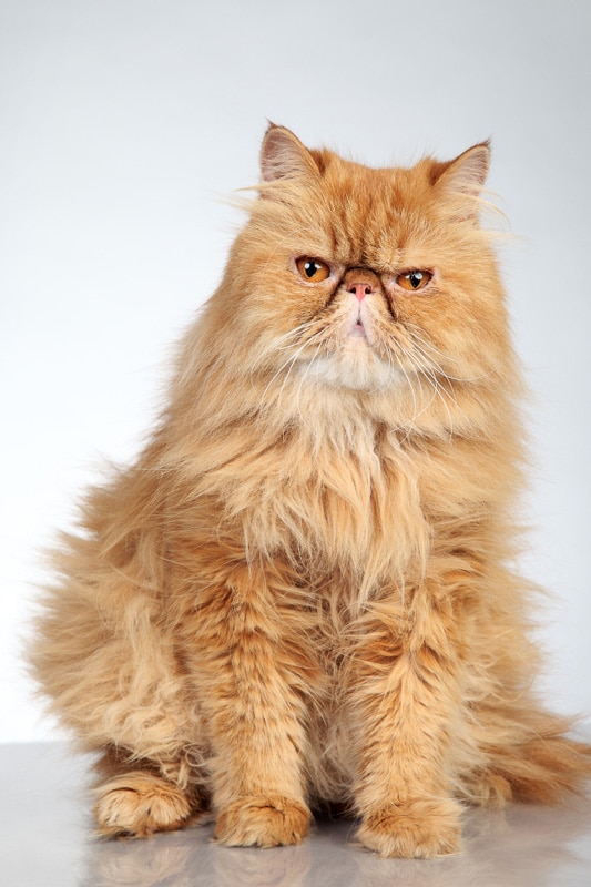 gato persa jengibre