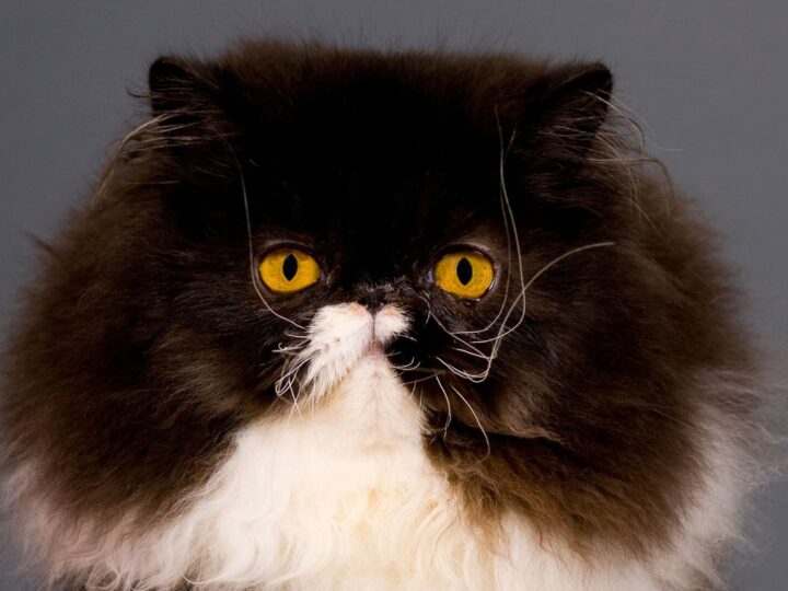 11 Terrific Tuxedo Cat Breeds: Is What they Say True?