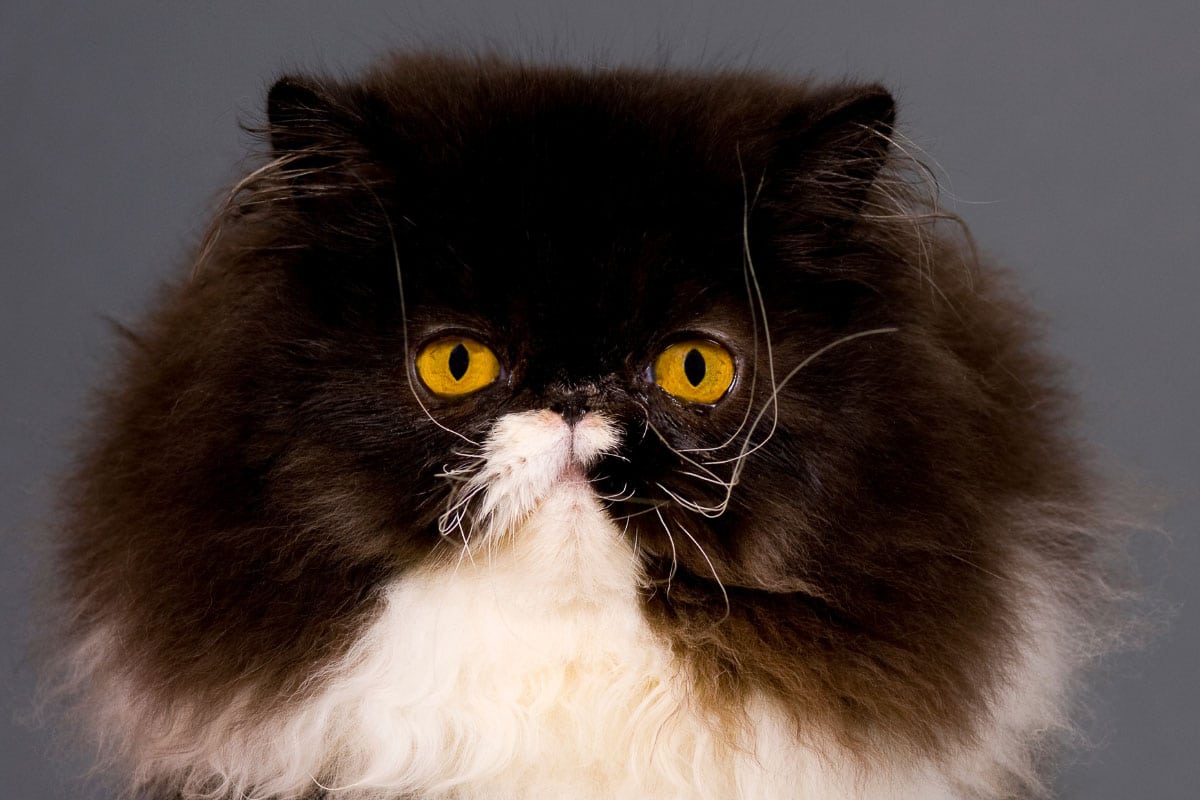 11 Terrific Tuxedo Cat Breeds: Is What they Say True? I The Discerning Cat