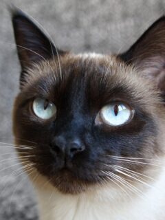 Close up view of a Siamese cat that seems to be bored or sleepy.