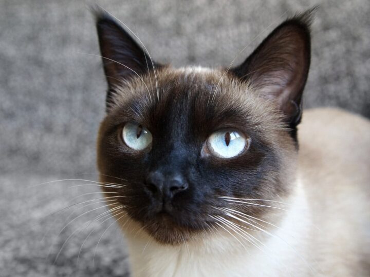 Why Do Siamese Cats Meow So Much? 8 Reasons